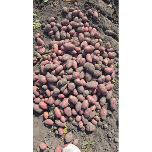 Red Potato
