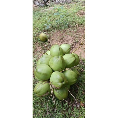 Tender Green Coconut