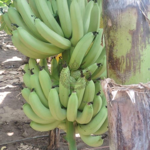 Cavendish Bananas