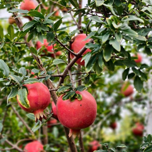 Pomegranate