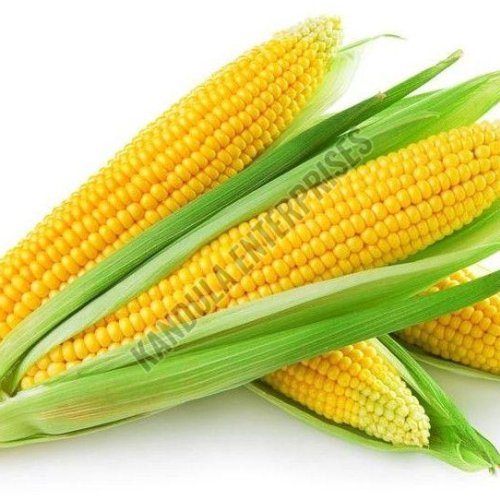 Yellow Sweet Corn