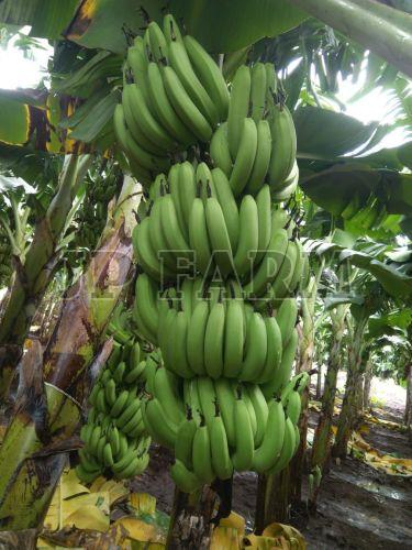 A Grade Green Banana