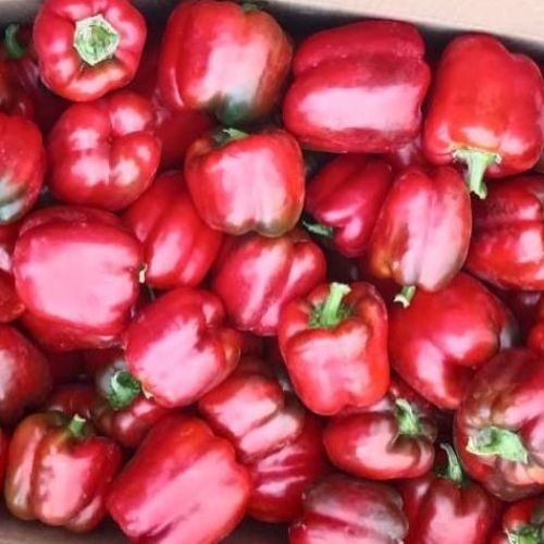Fresh Red Capsicum