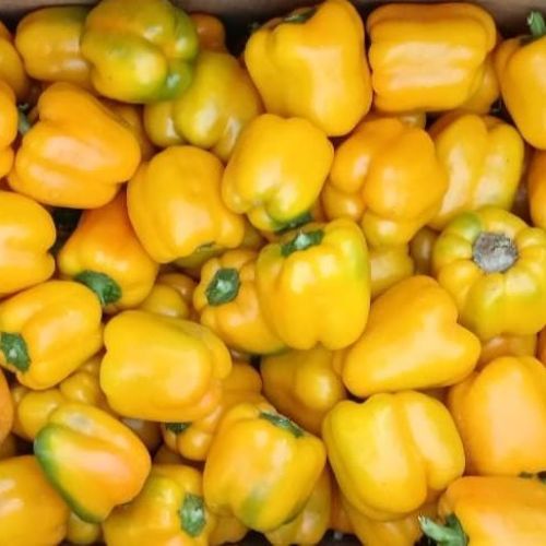 Fresh Yellow Capsicum