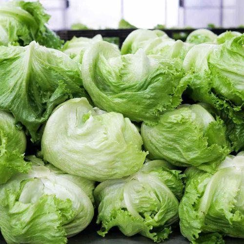 Fresh Iceberg Lettuce