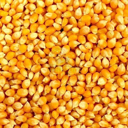 Corn Seeds