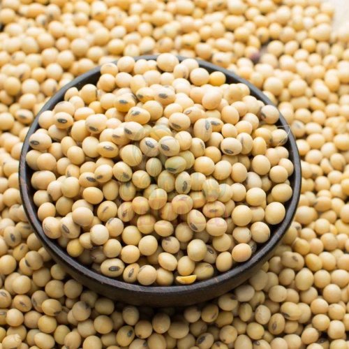 Soybean Seeds