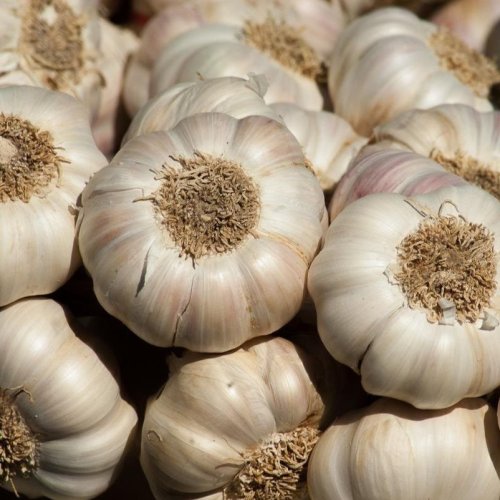 Raw White Garlic