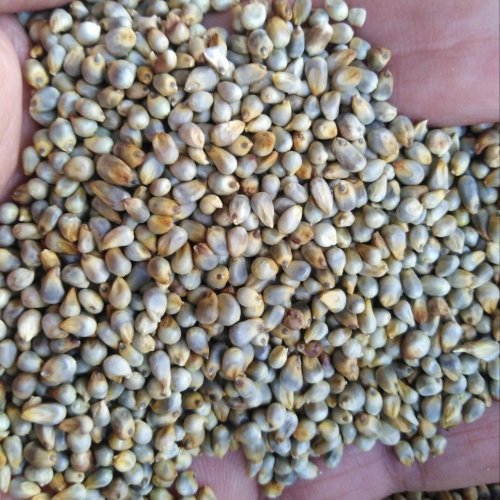 Bajra Millet Seeds