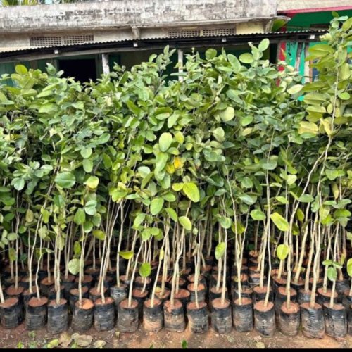 Premium Red Sandalwood Plants