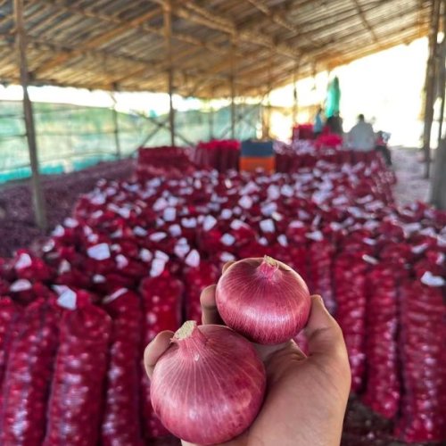Fresh Red Onion