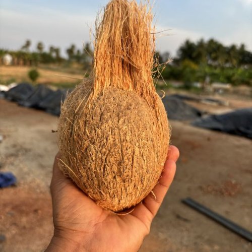 Semi Husked Coconut