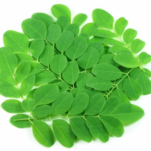 Organic Moringa Leaves
