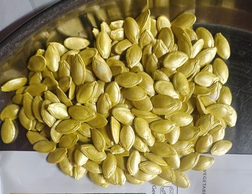 Dried Zucchini Seeds