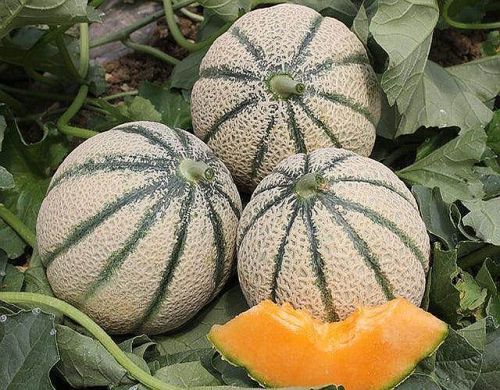 Fresh Muskmelon