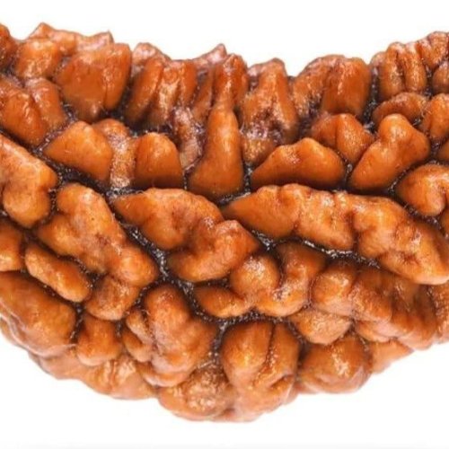 3 Mukhi Rudraksh Bead