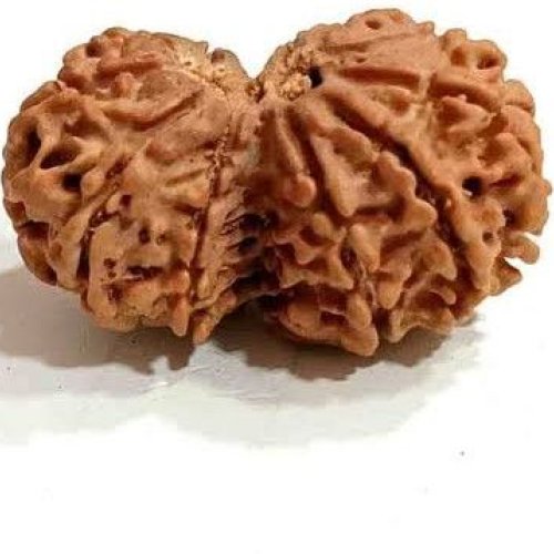 4 Mukhi Rudraksh Bead