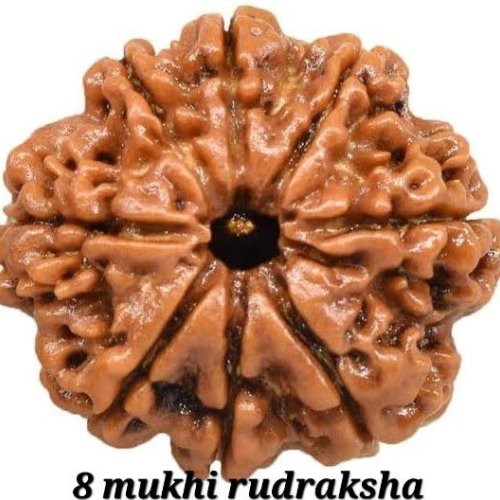 8 Mukhi Rudraksh Bead
