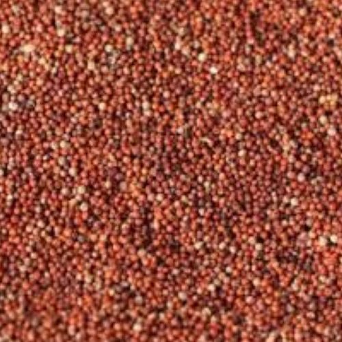 Ragi Millet Seeds