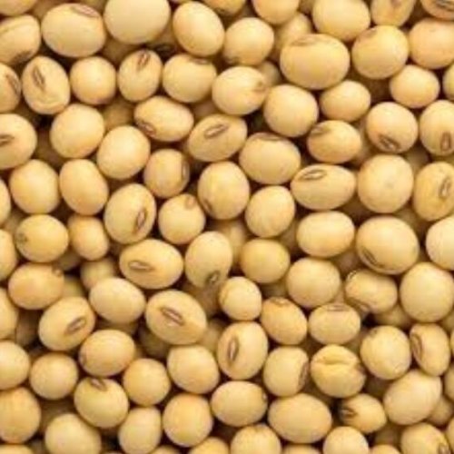Soyabean Farming Seeds