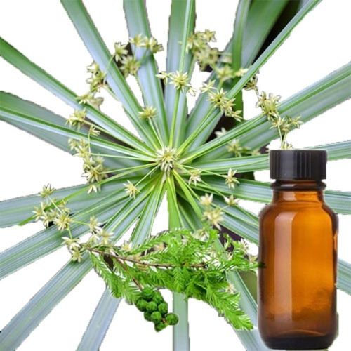 Cypriol Essential Oil