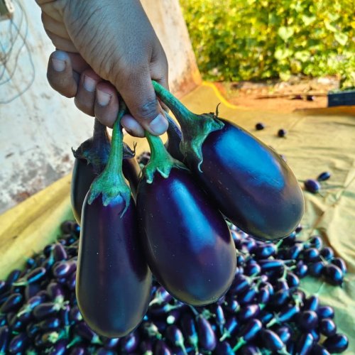 Brinjal