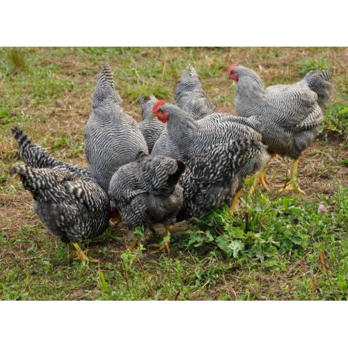 Black Saso Breed Chicks