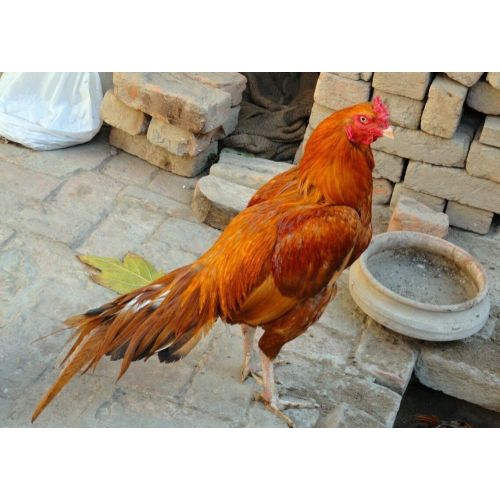 Brown 1 Month Old Piela Aseel Chicks