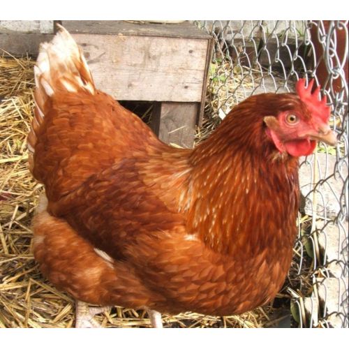 Brown RH1 Breed Chicks