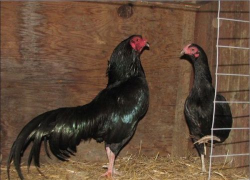 Kala Asaal Breed Chicks