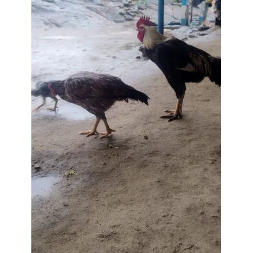 Pakistan Aseel Breed Chicks