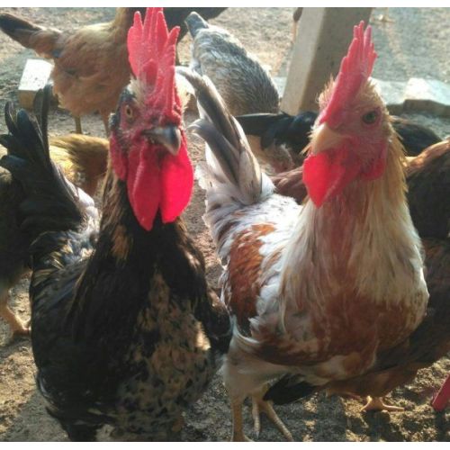 Raja2 Breed Chicks