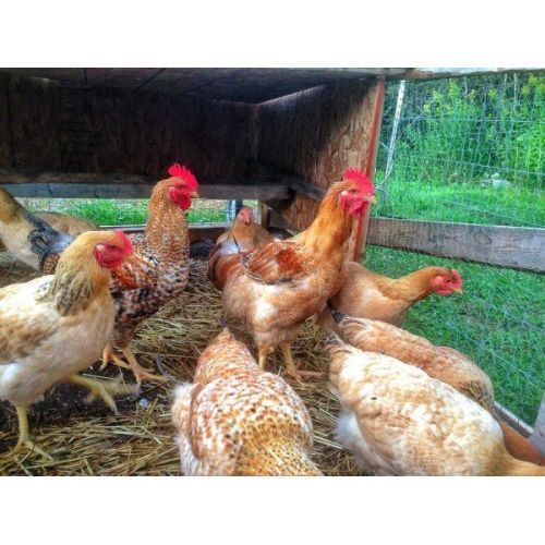 Rajashree Breed Chicks