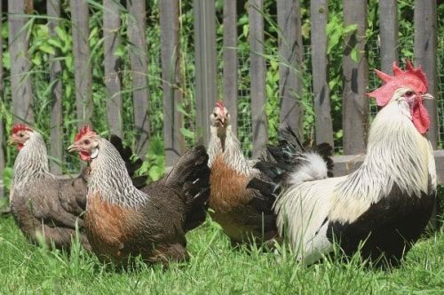 Sonali Breed Chicks