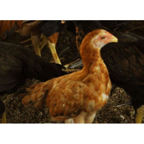 SRS Breed Chicks