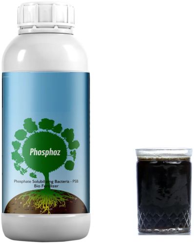 Phosphate Solubilizing Fungal Biofertilizer