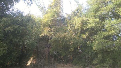 Buddha Belly Bamboo Plants