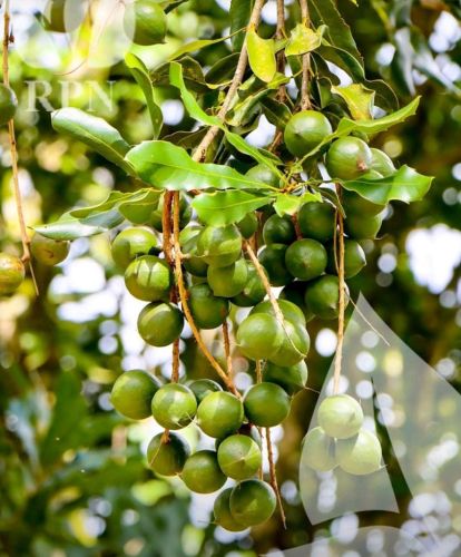 Macadamia Plant