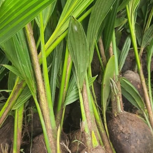 Dxt Hybrid Coconut Plant