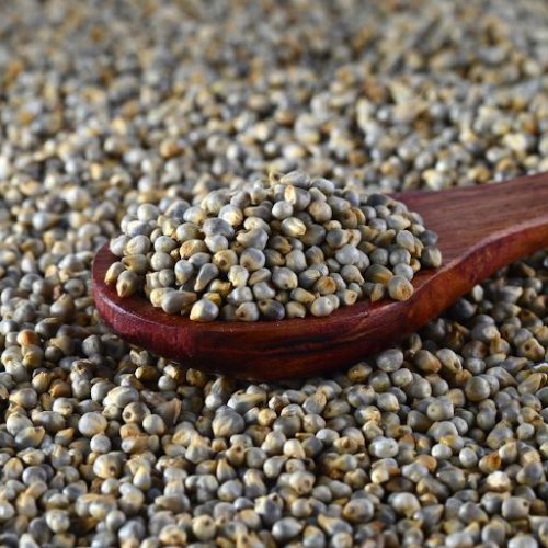 Pearl Millet Seeds