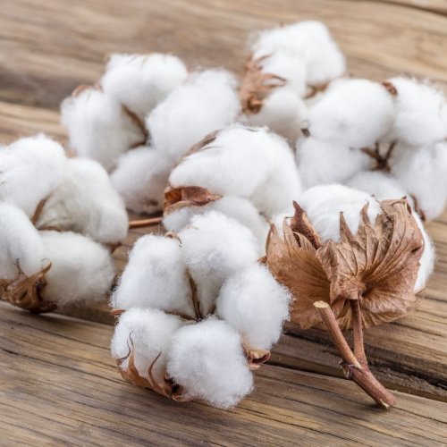 Raw Cotton