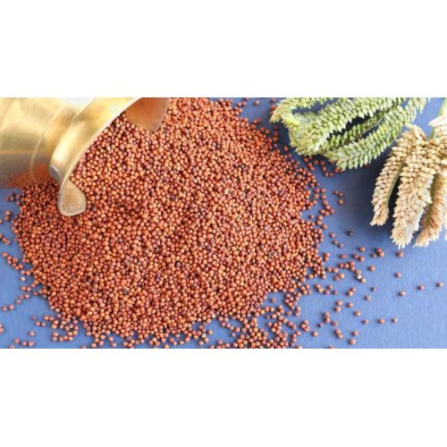 Finger Millet Seeds