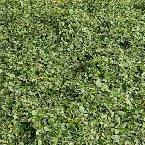 Moringa Dried Leaves