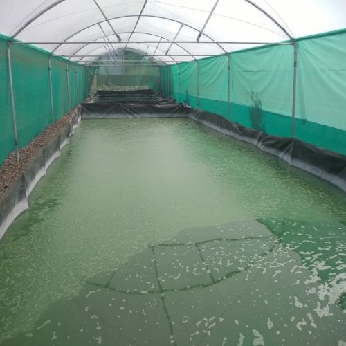 Organic Spirulina Powder