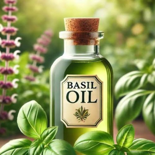 Basil Oil