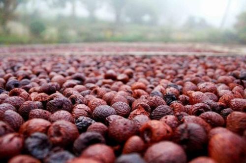 Areca Nut