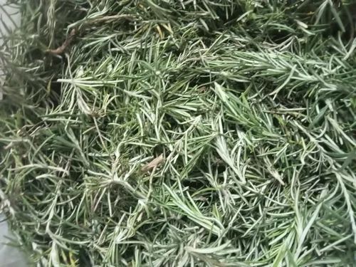 Green Rosemary Leaves