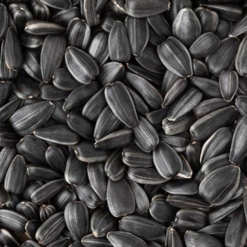 Sunflower Seed