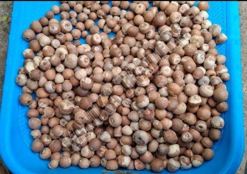 Dried Whole Betel Nuts