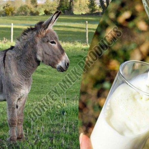 Fresh Donkey Milk